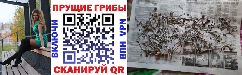 Псилоцибиновые грибы Psilocybe Ноябрьск